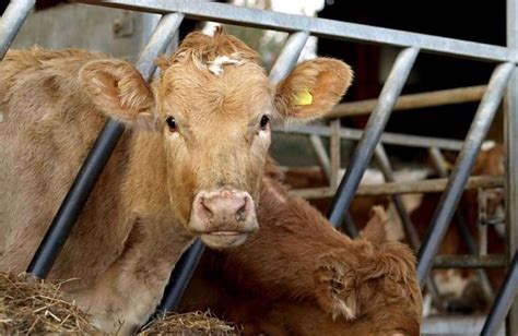 Where Do Farm Animals Get Their Protein