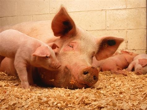 Where Do The Pigs Reside In Animal Farms