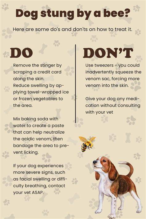 Where Dogs Usually Get Stung