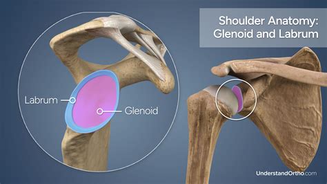 Where Is Shoulder Labrum