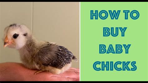 Peep into the Best Places to Buy Adorable Baby Chicks for Your Family Flock