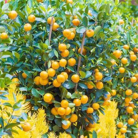 Calamondin Orange Calamansi Tree 30 32 Tall | Etsy