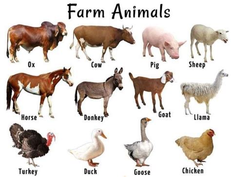 Where To Buy Farm Animals In Michigan