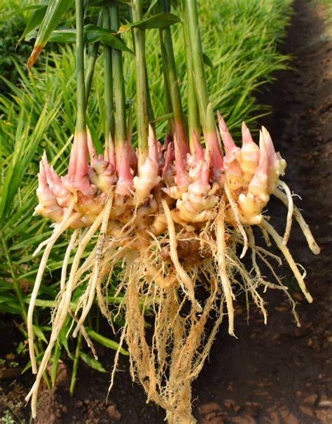 Where To Buy Ginger Root To Grow