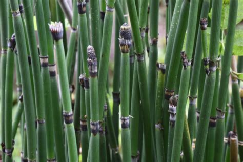 Unveiling the Hidden Camouflaged Serpents: Where to Witness 'Snake in the Grass' Spectacle