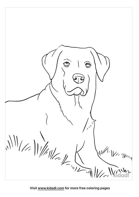 Where to Find High-Quality Yellow Lab Coloring Sheets