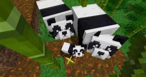 Where to Find Pandas in Minecraft