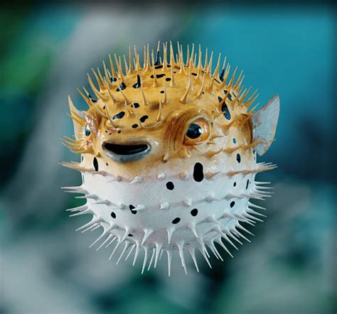 Where to Find Puffer Fish for Photography