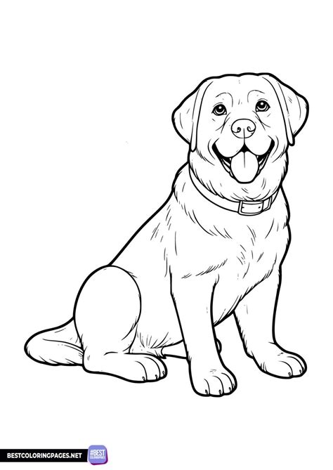 Where to Find the Best Labrador Coloring Page Book Options