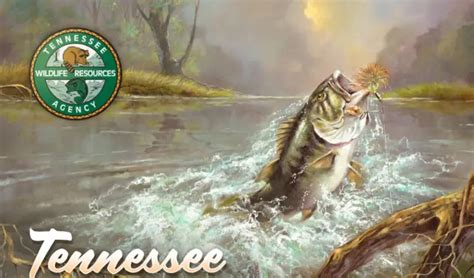 Where to Get a Tennessee Fishing License