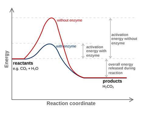 Which Curve Shows The Reaction Pathway With The Enzyme?