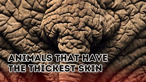 Discover the Animal with the Thickest Skin - Unravel the Secret Here!