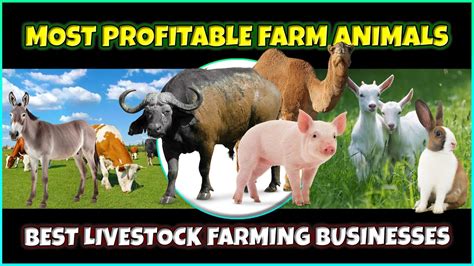 Which Animal Most Profitable Farm Together