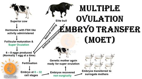 Which Farm Animal Has Silent Ovulation