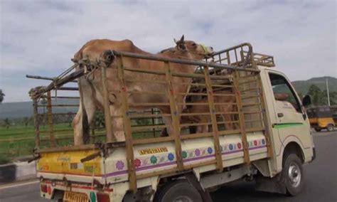 Which Farm Animals Are Used For Transportation