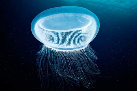 Which One Creates Jellyfish s Light