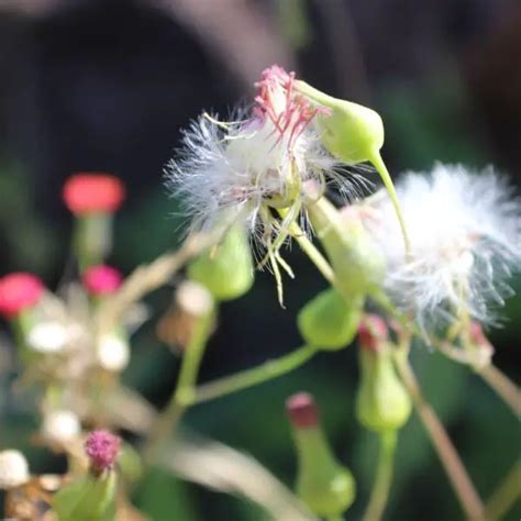 Which Puffy Plant Produces Instantly Blooming Beans