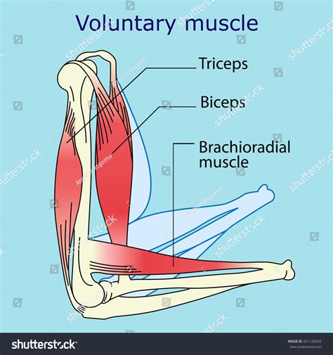 Which Type Of Muscle Is Voluntary