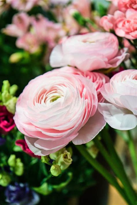 Whimsical Ranunculus Layers of Delicate Beauty