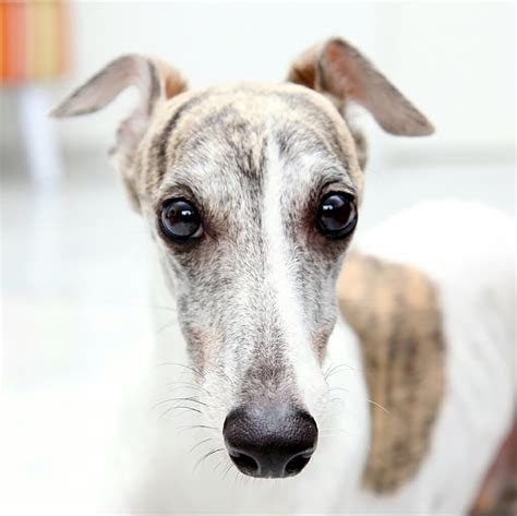 The Whippet breed of dogs are the fasting accelerating dog in the world