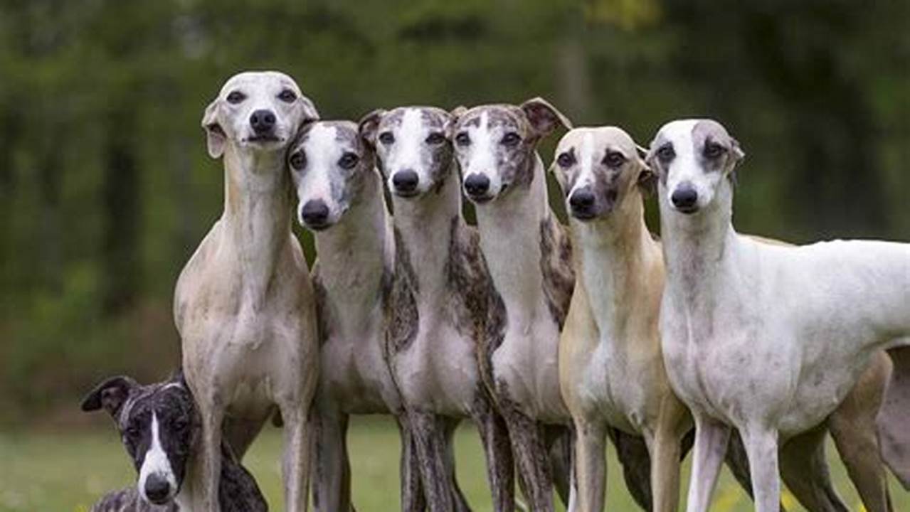 Whippet 2024 Calendar Google Translate