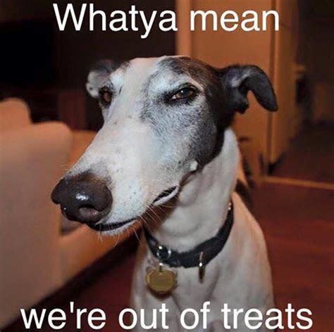 Whippet Dog Meme