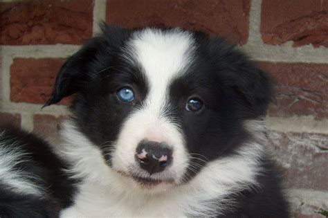 White Border Collie Blue Eyes: The Unique And Beautiful Dog