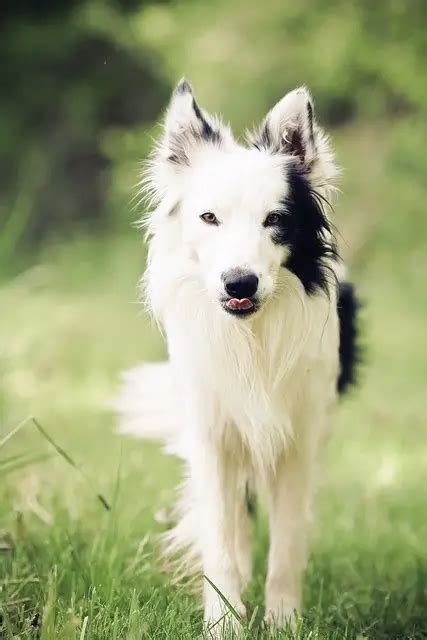White Border Collie With Black Spots: A Unique And Lively Companion