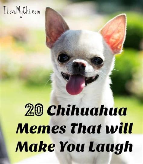 White Chihuahua Dog Meme