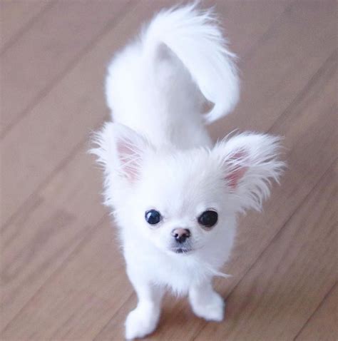 White Chihuahua Puppy For Sale: The Perfect Addition To Your Family