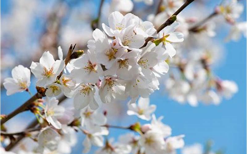 white flowering cherry tree