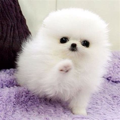White Fluffy Cute Baby Pomeranian