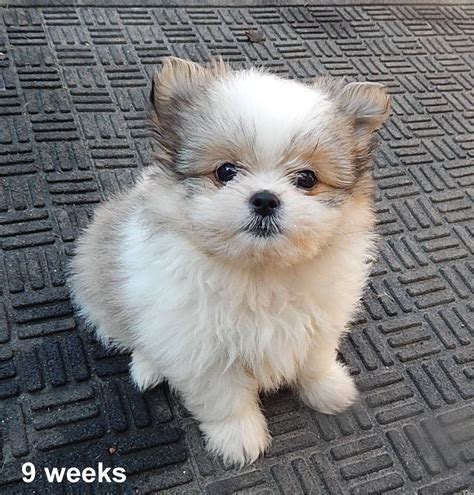 Shih Tzu Pomeranian Mix Puppies For Sale In Michigan Pets Lovers
