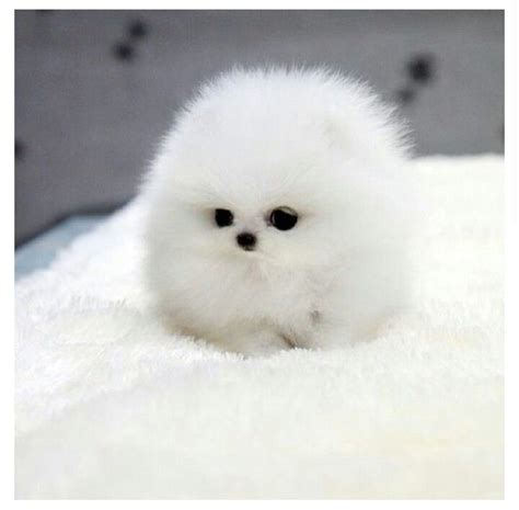 White Pomeranian Puppy Ball Price In India