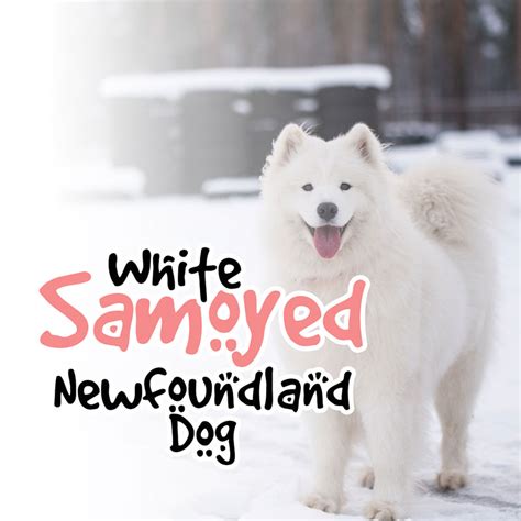 White Samoyed Newfoundland Dog: A Unique And Gentle Giant