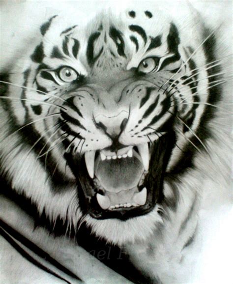 Wild White Tiger Tattoo Tattoo Designs & Ideas Gallery