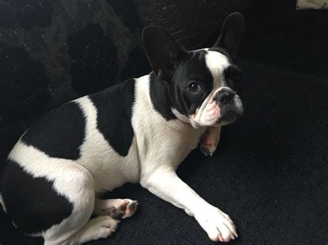 Poetic French Bulldog's White Brindle Pied AKC Female Puppy French