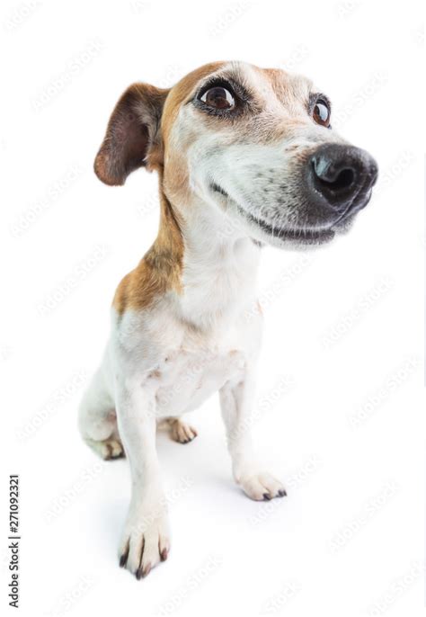 White Background Dog Stock Photo