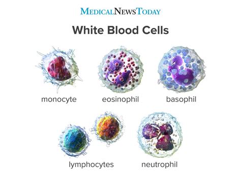 White Blood Cells: Function & Disorders Explained.