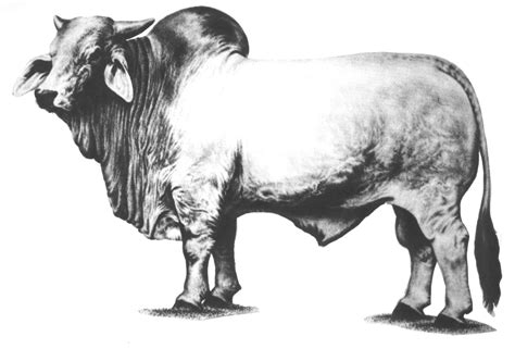 White Bull Painting