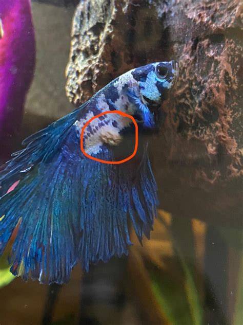 White Bump On Betta Fish