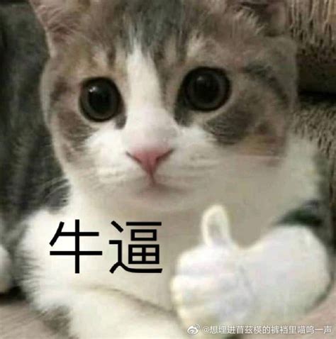 White Cat Meme Chinese