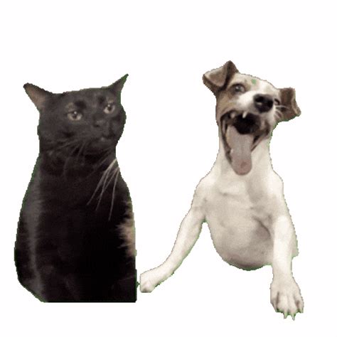 White Cat Meme Dog