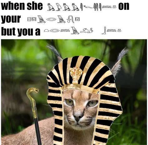 White Cat Meme Egypt