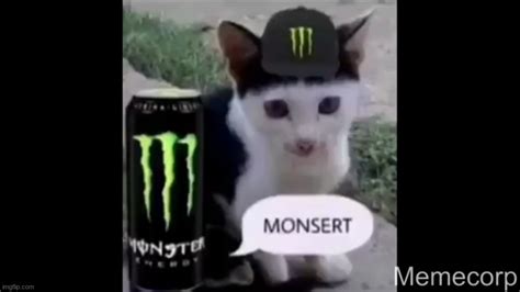 White Cat Meme Finna