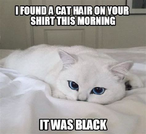 White Cat Meme Ghetto