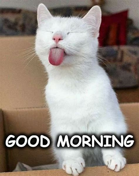 White Cat Meme Good Morning