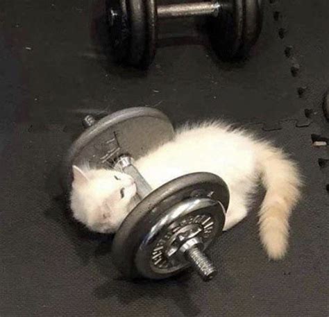 White Cat Meme Gym