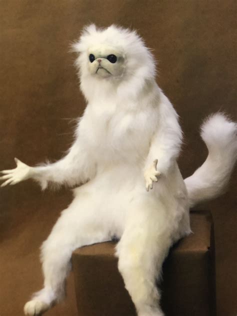 White Cat Meme In Chair
