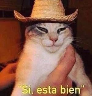 White Cat Meme In Spanish